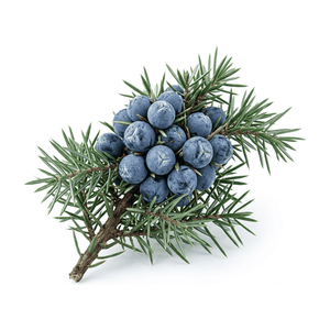 Juniper Berries - heart note in Waterfall Black - Dark. Sharp. Unforgettable.